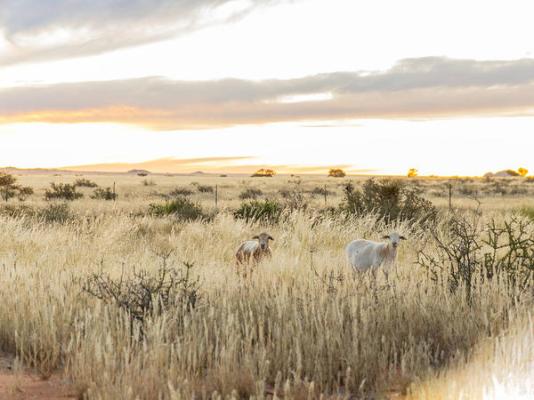 The White House Guest Farm - Namibia - 204284