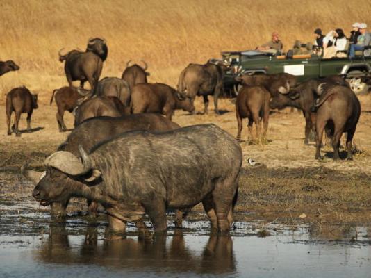 Nambiti Plains Game Lodge - 205298