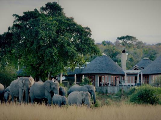 Nambiti Plains Game Lodge - 205300