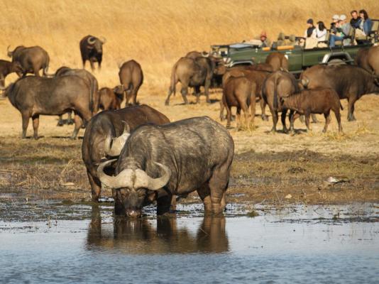 Nambiti Plains Game Lodge - 205303