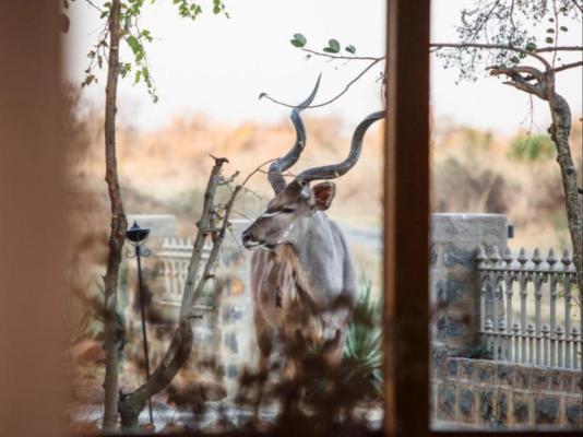 Cheetah Ridge Lodge - 205344