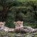 Cheetah Ridge Lodge - 205355 Cheetah Ridge Lodge - 205355