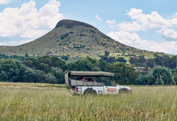 LIONSROCK Big Cat Sanctuary - 205579