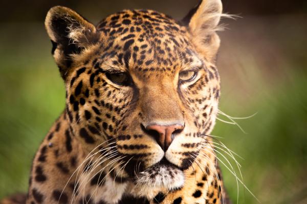 LIONSROCK Big Cat Sanctuary - 205580