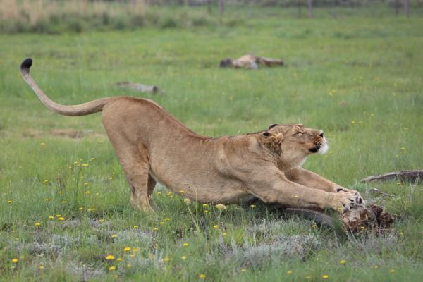 LIONSROCK Big Cat Sanctuary - 205585