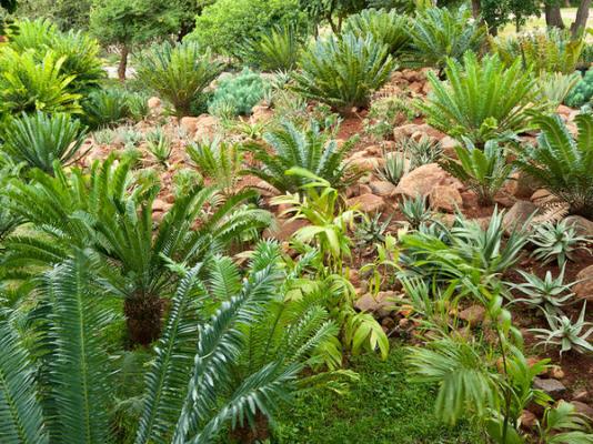 Amafu Forest Lodge - 206168