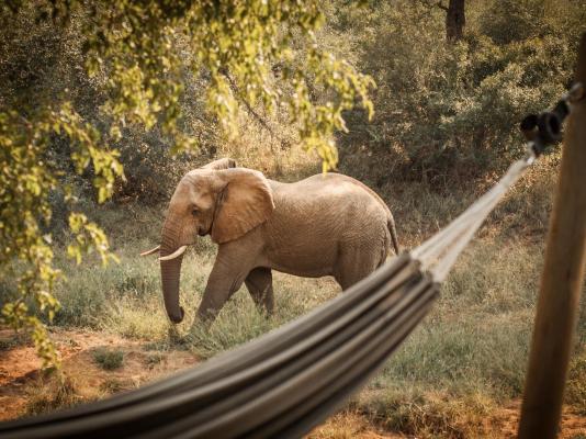 Garonga Safari Camp - 206414