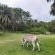 Umlalazi Nature Resort - 208442