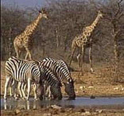 Etosha National Park