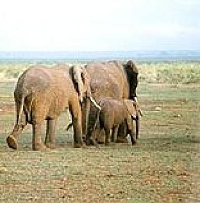 Etosha National Park