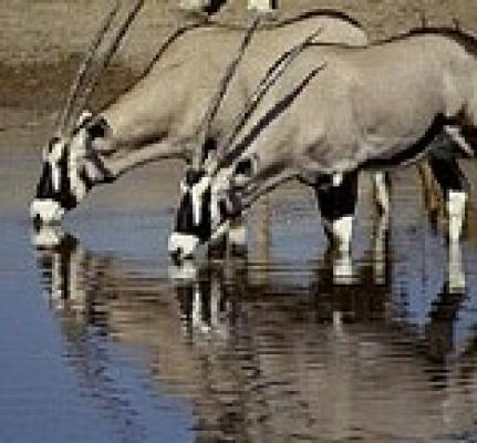 Etosha National Park