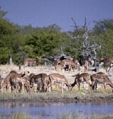 Etosha National Park