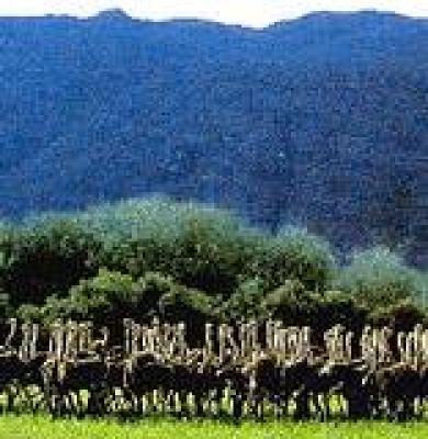 Cango Ostrich Farm - Oudtshoorn