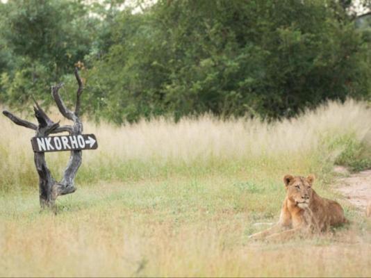 Nkorho Bush Lodge - 212862