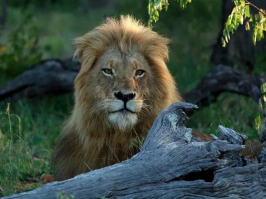 Nkorho Bush Lodge - 212863