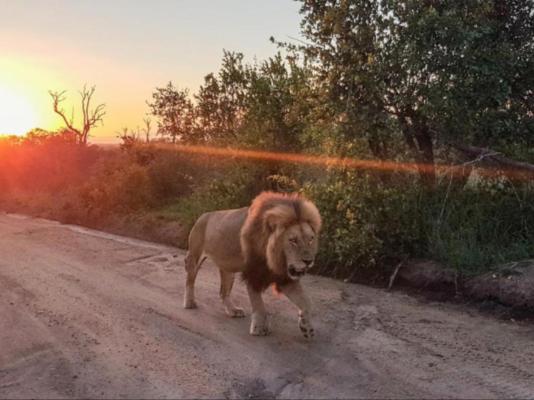 Nkorho Bush Lodge - 212865