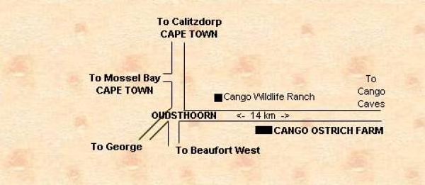 Cango Ostrich Farm - Oudtshoorn
