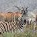 African Game Lodge - 214452