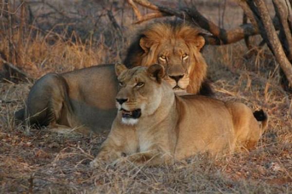 Tshukudu Bush Camp