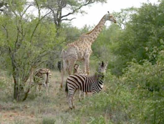 Tshukudu Bush Camp