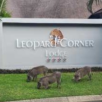 Leopard Corner Lodge - 226959