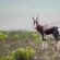 Bontebok National Park - 228120