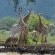 Somkhanda Big 5 Tourism - 228250 Somkhanda Big 5 Tourism - 228250