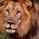 Somkhanda Big 5 Tourism - 228252 Somkhanda Big 5 Tourism - 228252