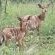 Somkhanda Big 5 Tourism - 228259 Somkhanda Big 5 Tourism - 228259