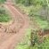 Somkhanda Big 5 Tourism - 228261 Somkhanda Big 5 Tourism - 228261