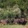 Somkhanda Big 5 Tourism - 228266 Somkhanda Big 5 Tourism - 228266