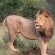 Somkhanda Big 5 Tourism - 228268 Somkhanda Big 5 Tourism - 228268