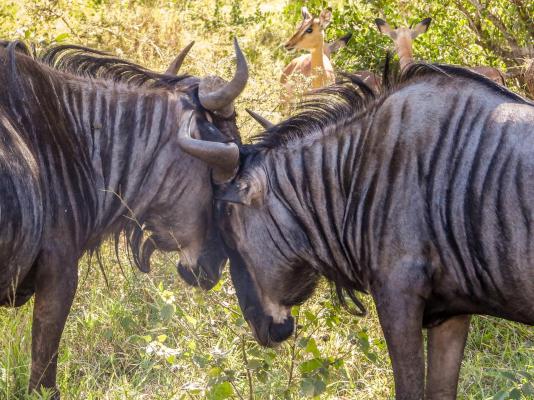 Game viewing Kruger Park