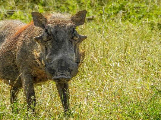 Game viewing Kruger Park