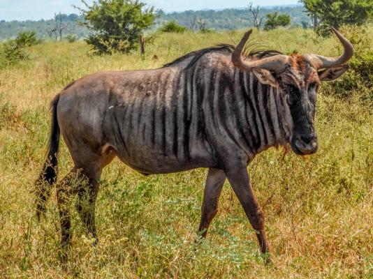 Game viewing Kruger Park