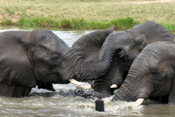 Camp Jabulani's Elephants