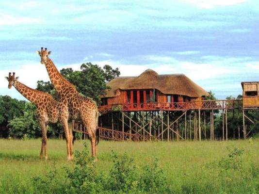 Pezulu Tree House Lodge - 230915