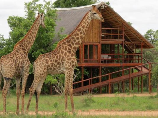 Pezulu Tree House Lodge - 230923