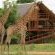 Pezulu Tree House Lodge - 230923