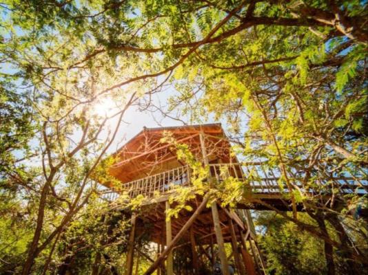 Pezulu Tree House Lodge - 230944