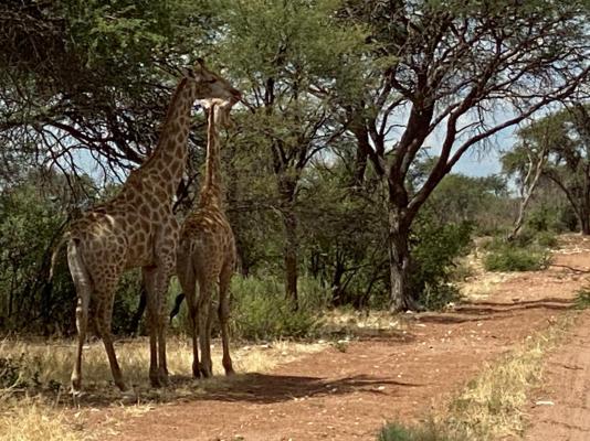 Kameeldoring Glamping Namibia - 231049