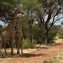Kameeldoring Glamping Namibia - 231049