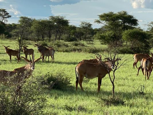 Kameeldoring Glamping Namibia - 231053