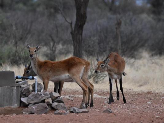 Kameeldoring Glamping Namibia - 231054
