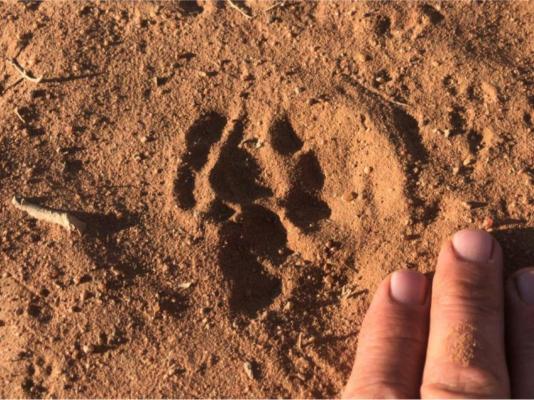 Kameeldoring Glamping Namibia - 231055
