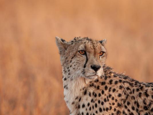 Elephant Plains Game Lodge - 232407