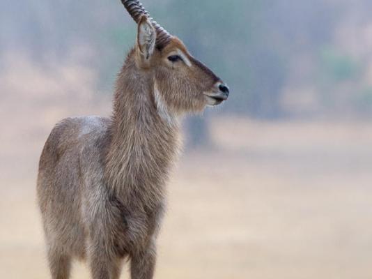 Elephant Plains Game Lodge - 232408