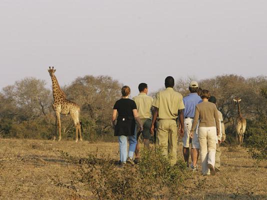 Elephant Plains Game Lodge - 232410