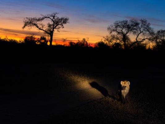 Elephant Plains Game Lodge - 232412
