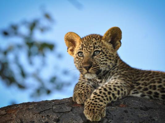 Elephant Plains Game Lodge - 232413